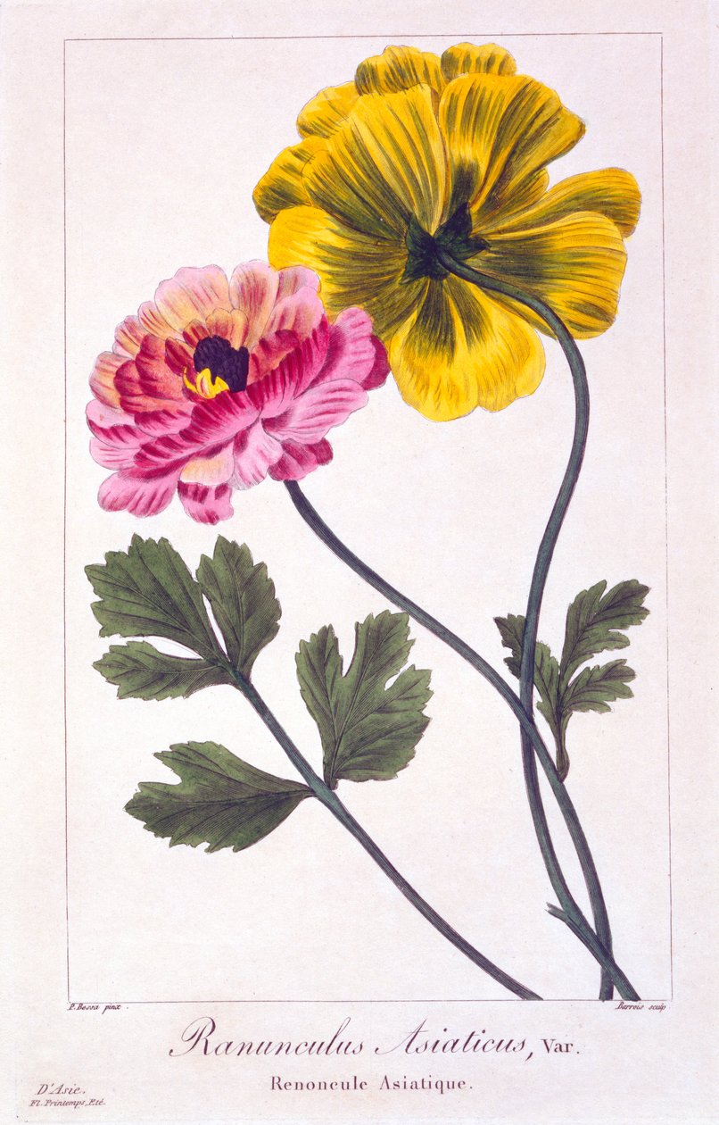 Farsça Buttercup, pub. 1836. by Panacre Bessa