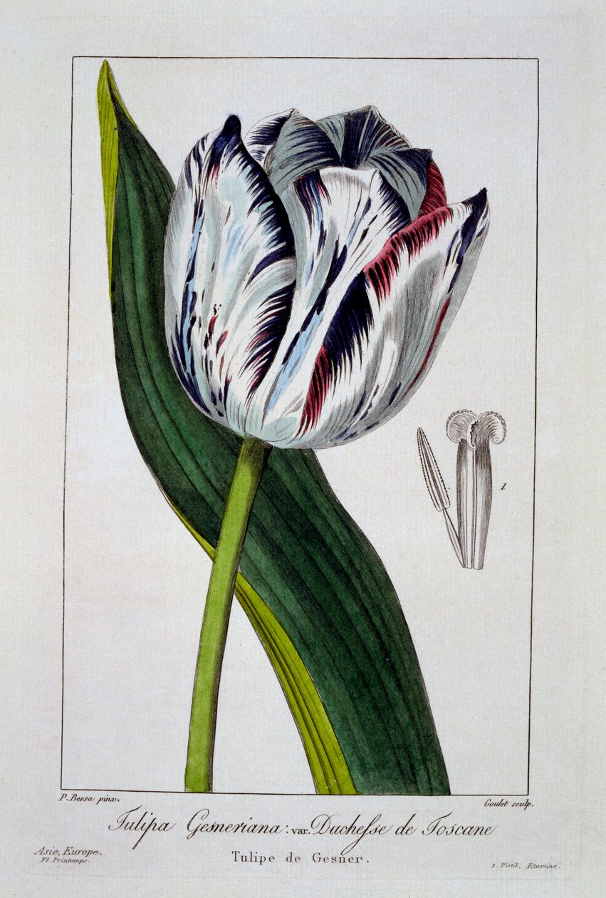 Lale: Toskana Düşesi, pub. 1836. by Panacre Bessa