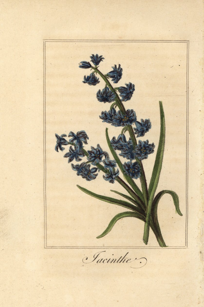 Sümbül, jacinthe, Hyacinthus orientalis by Pancrace (after) Bessa