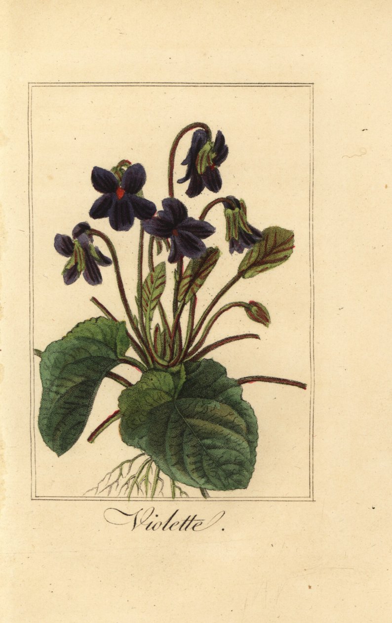 Tatlı menekşe, Menekşe, Viola odorata by Pancrace (after) Bessa