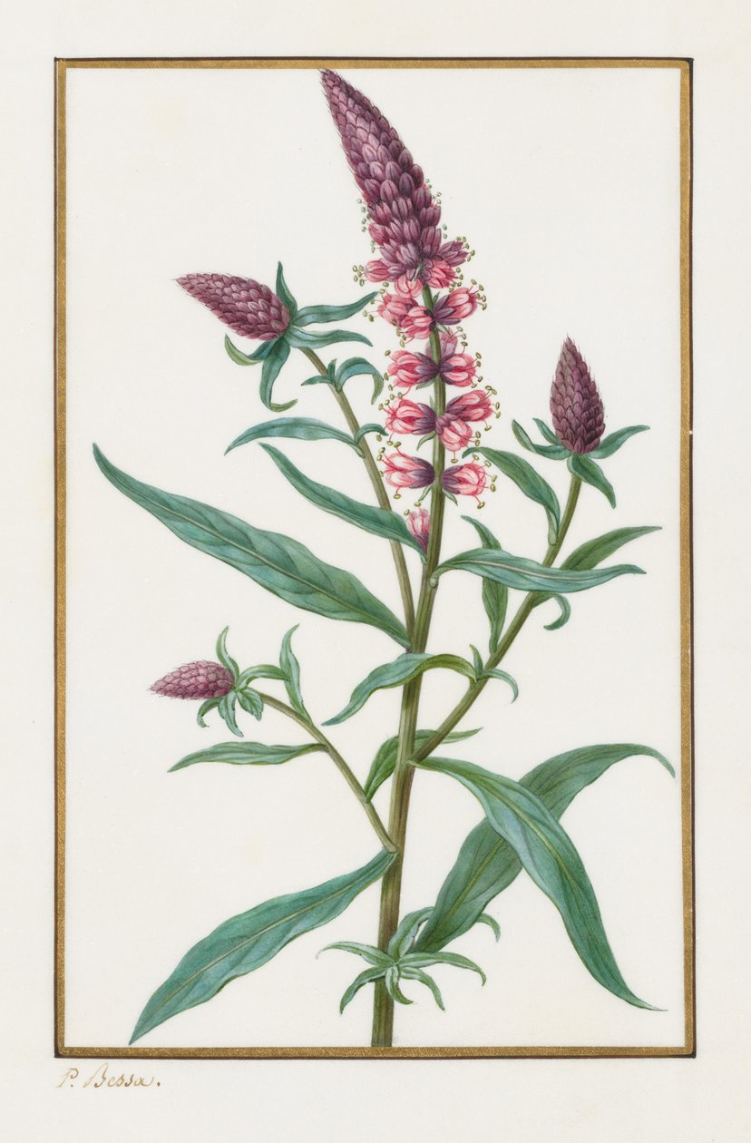 İsimsiz, 1828-1835. by Pancrace Bessa