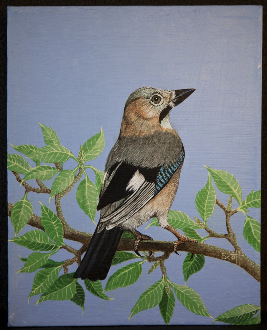  by Pat Scott