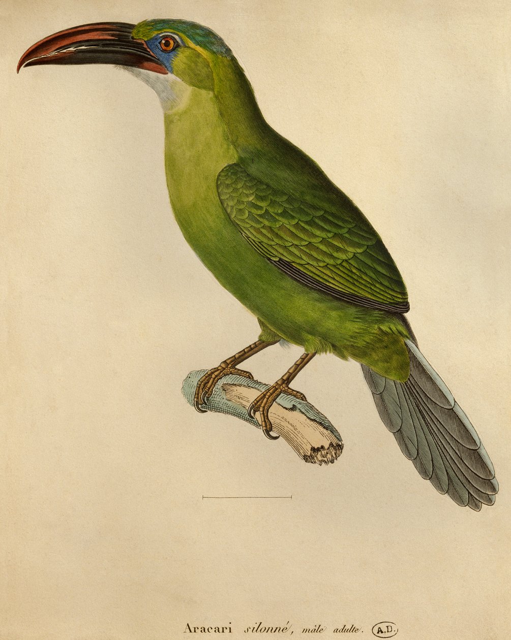 Toucan (renkli gravür) by Paul Louis Oudart
