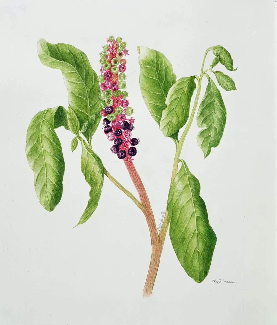  by Peggy Wyatt