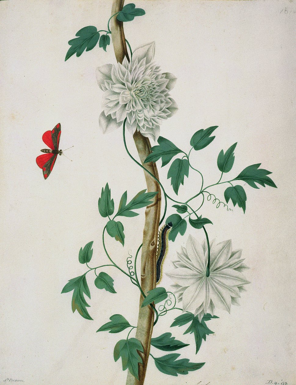 Flower Studies, 18th century (watercolour) by Peter Brown