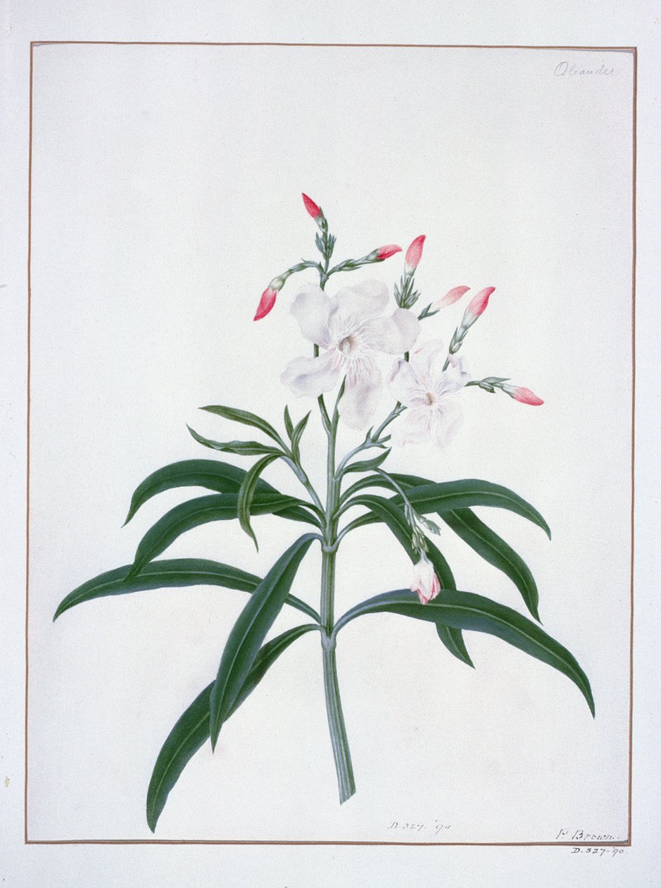 Çiçek Çalışmaları, 18. yüzyıl (suluboya) by Peter Brown