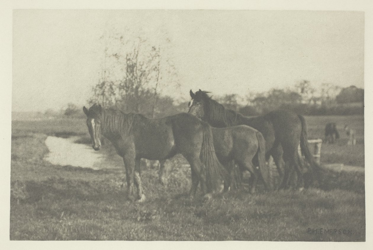 Norfolk Bataklığındaki Colts by Peter Henry Emerson