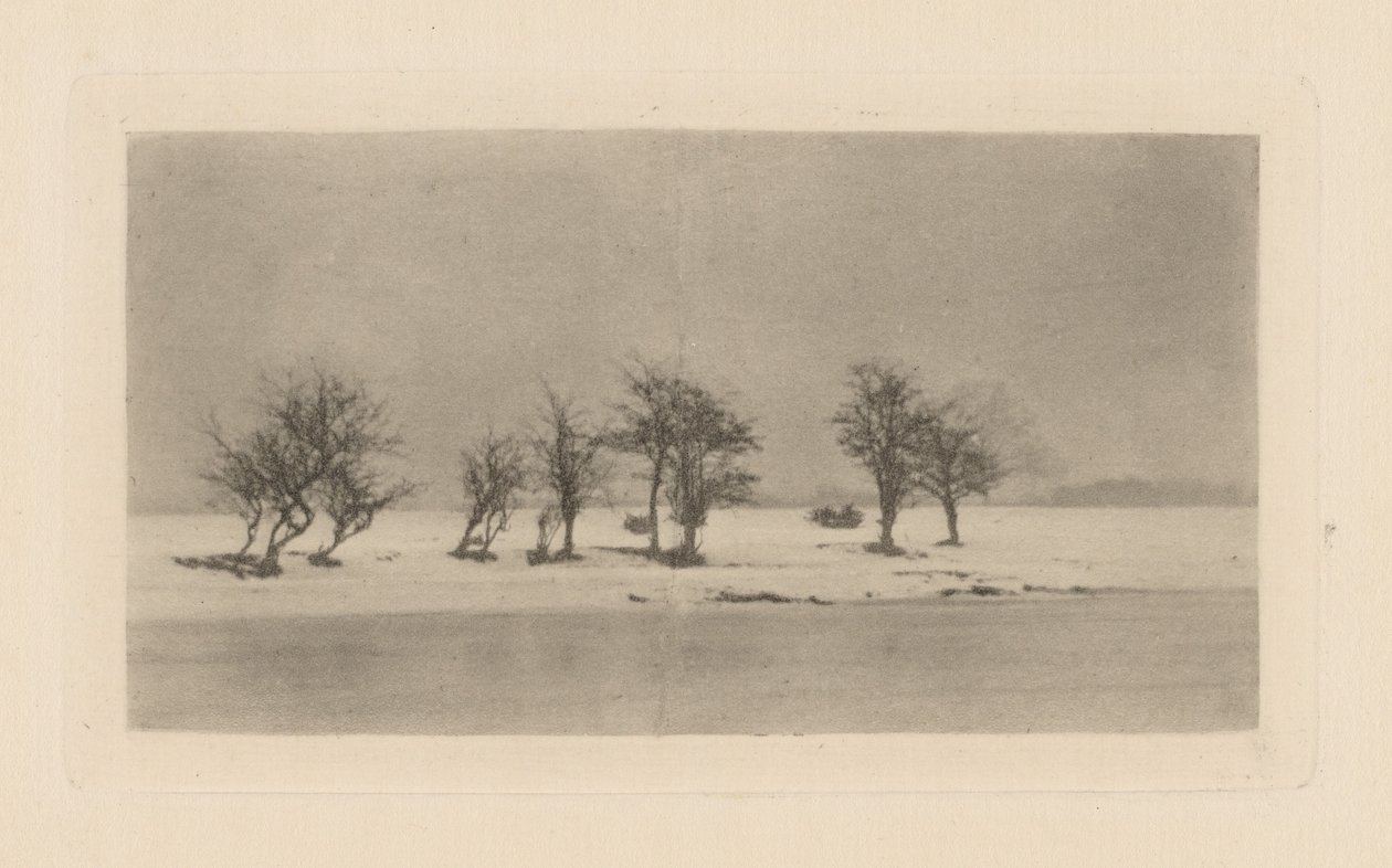Boğumlu Dikenli Ağaçlar by Peter Henry Emerson