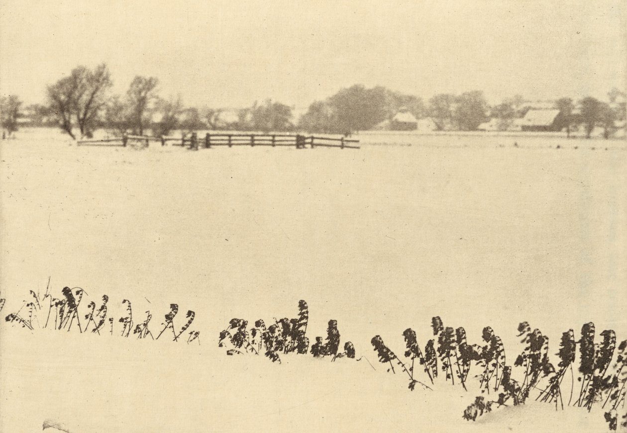 bataklık otları by Peter Henry Emerson