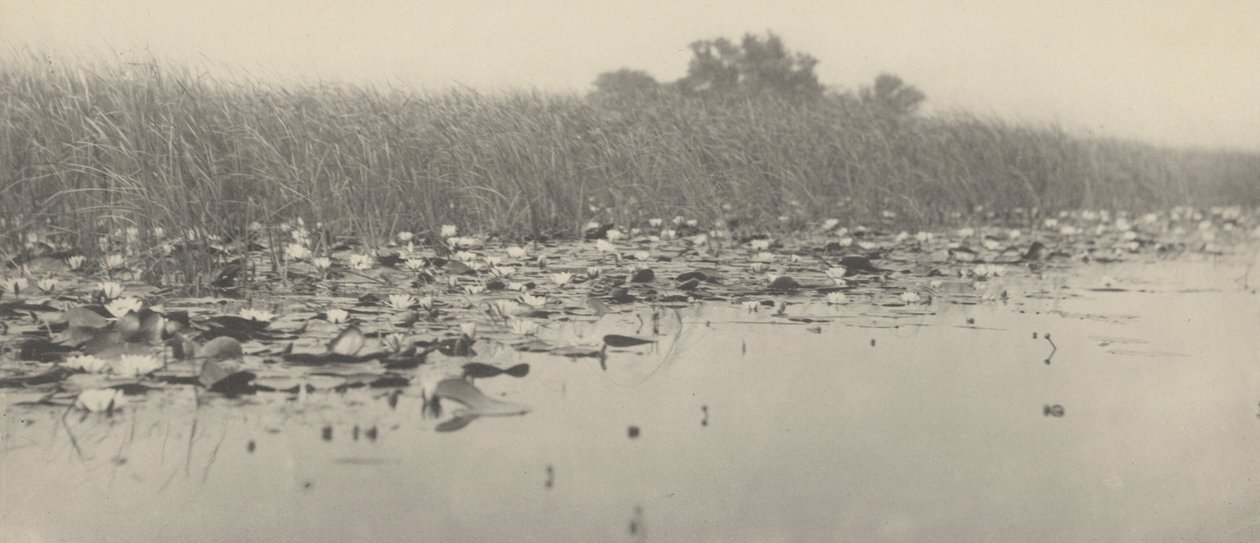 Su zambakları by Peter Henry Emerson and T.F. Goodall