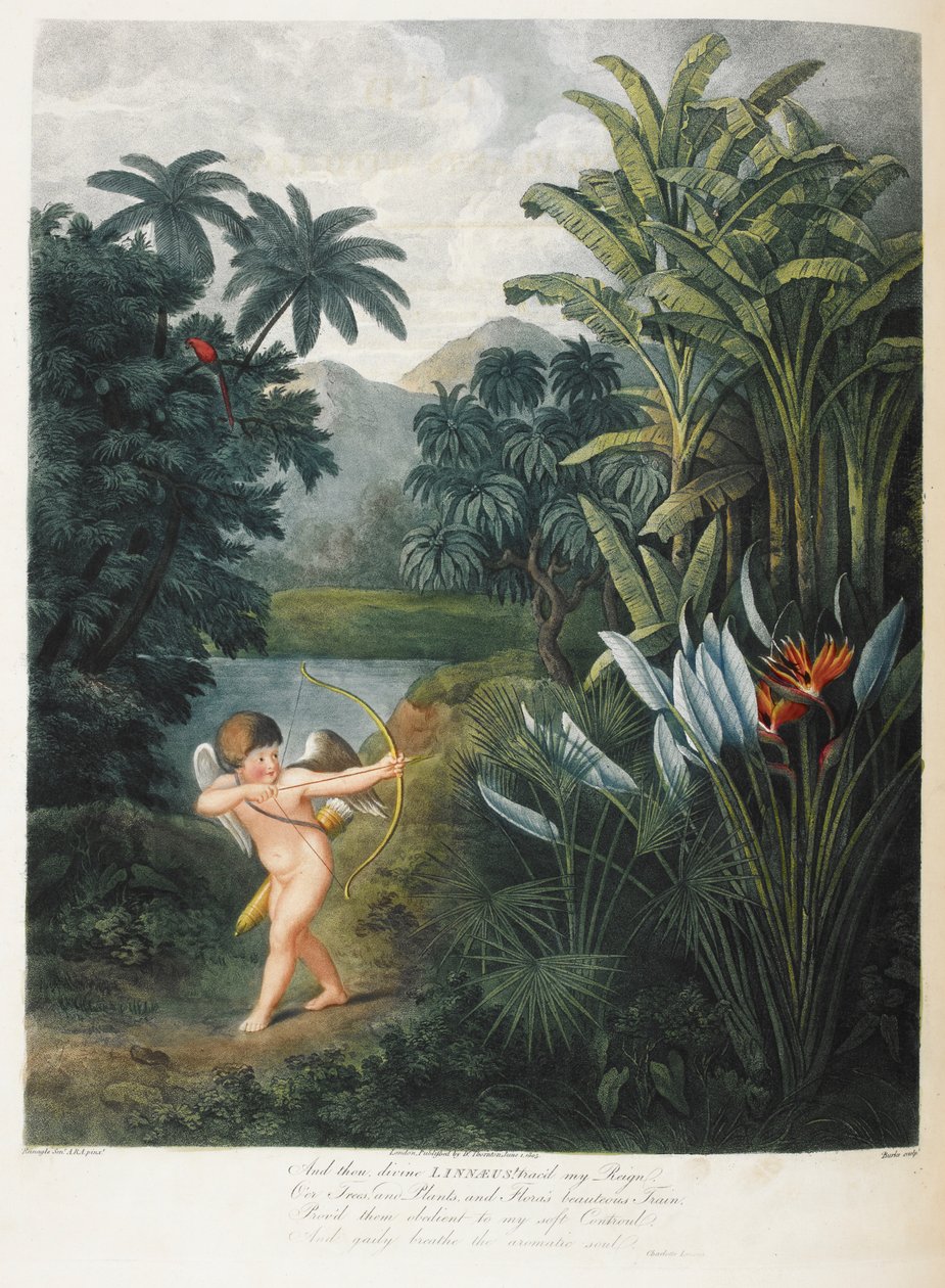 Aşk tanrısı ilham veren bitkiler. by Philip (after) Reinagle