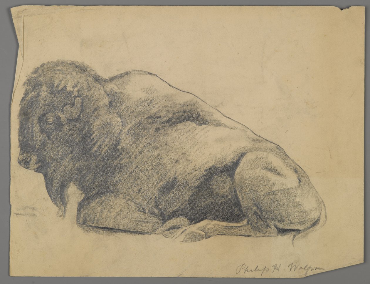 Bizon (kağıt üzerinde grafit) by Philip H. Wolfrom