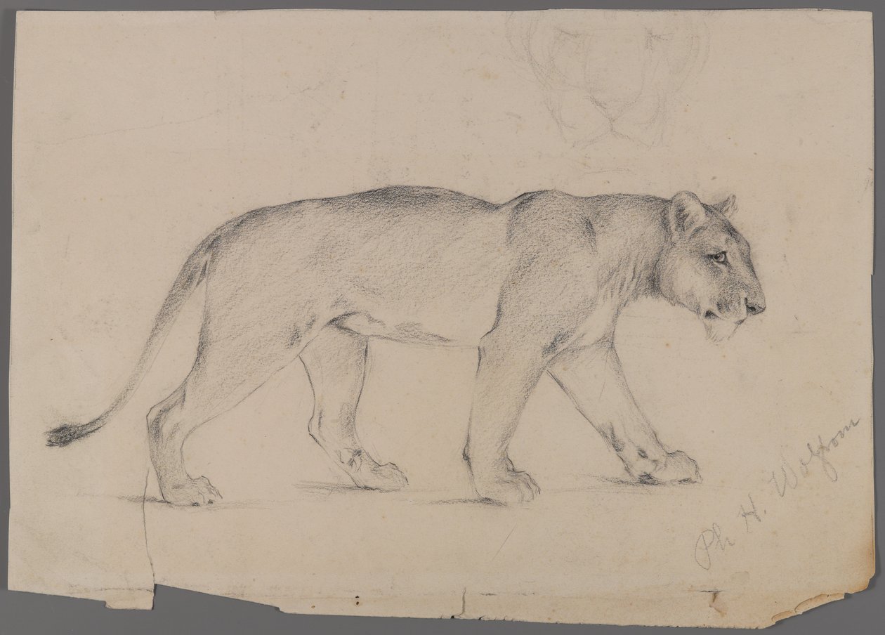 Yürüyen dişi aslan (kağıt üzerinde grafit) by Philip H. Wolfrom