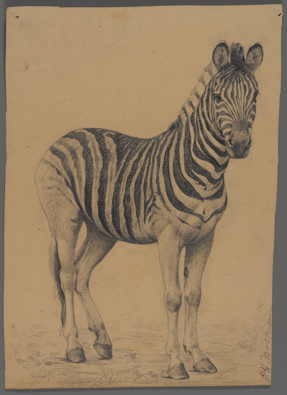 Zebra (kağıt üzerinde grafit) by Philip H. Wolfrom