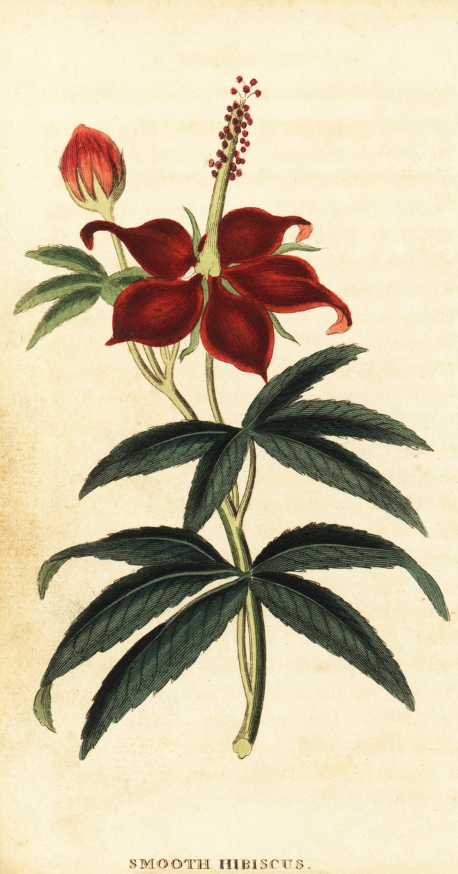 Turkcap, Malvaviscus arboreus.,1800 (gravür) by Philip Miller