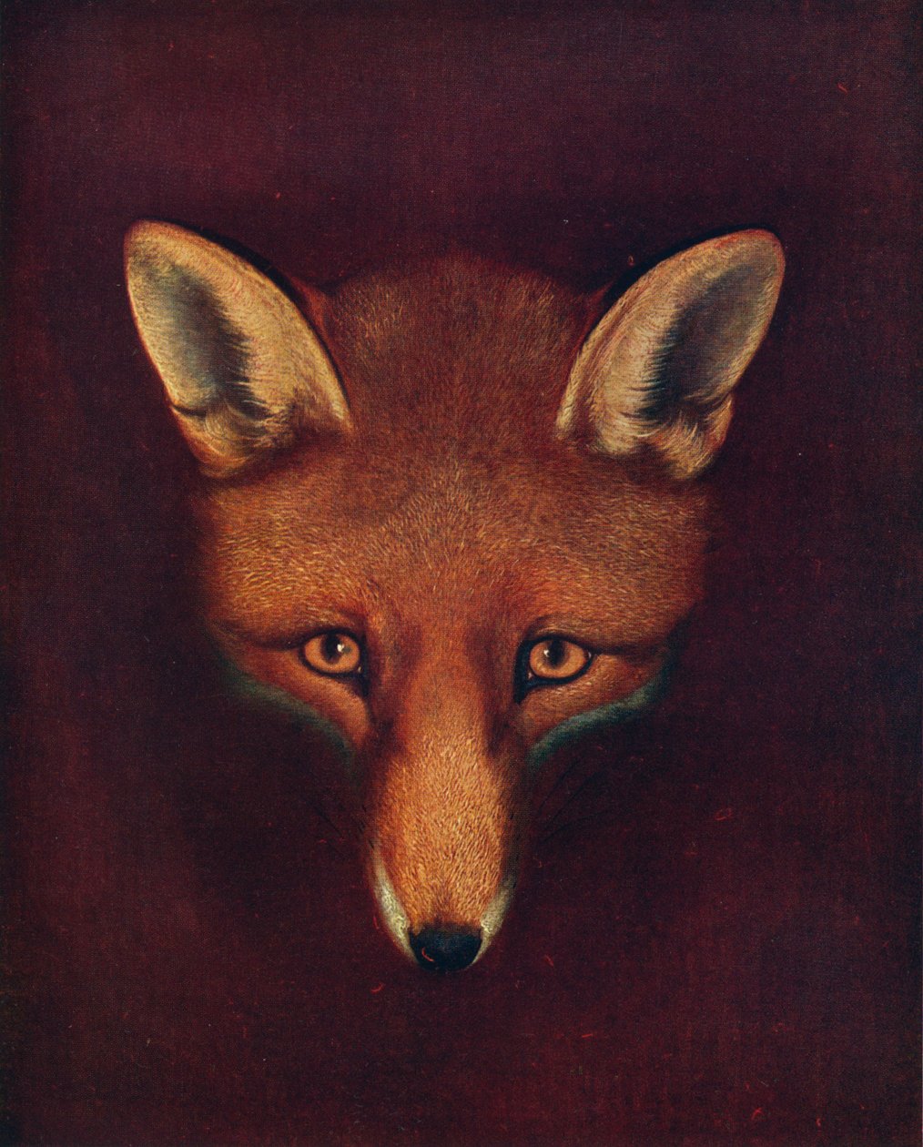 Renard Tilki, c1800, 1922 by Philip Reinagle