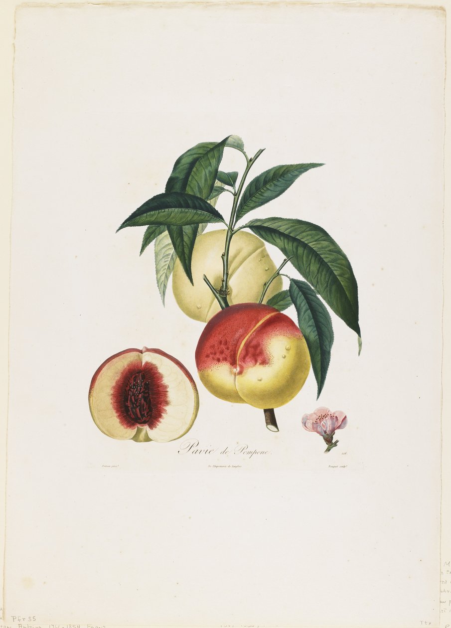 Pavie de Pompone. (Şeftali), Traite des Arbres Fruitiers