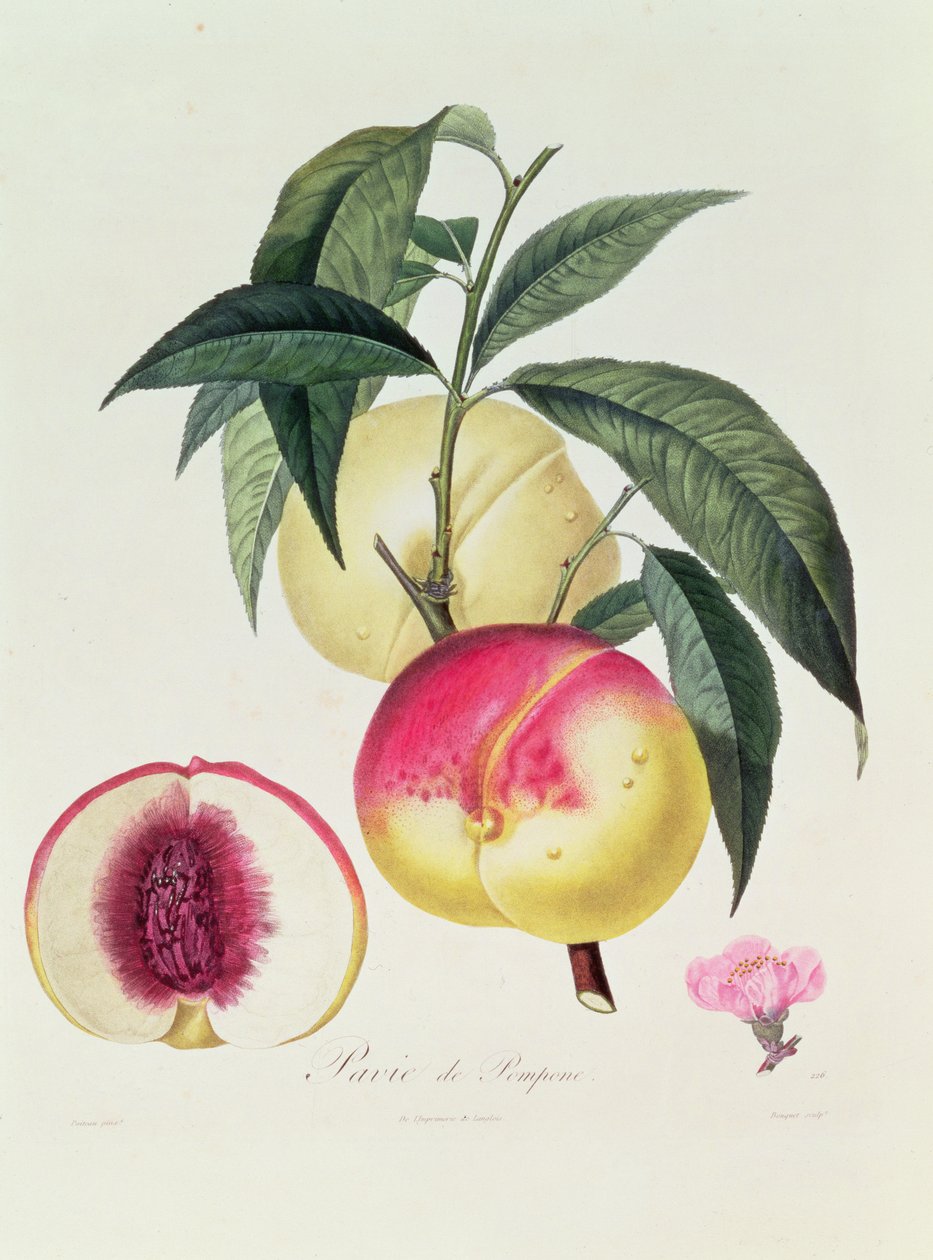 Buket tarafından kazınmış Pavie de Pompone by Pierre Antoine Poiteau