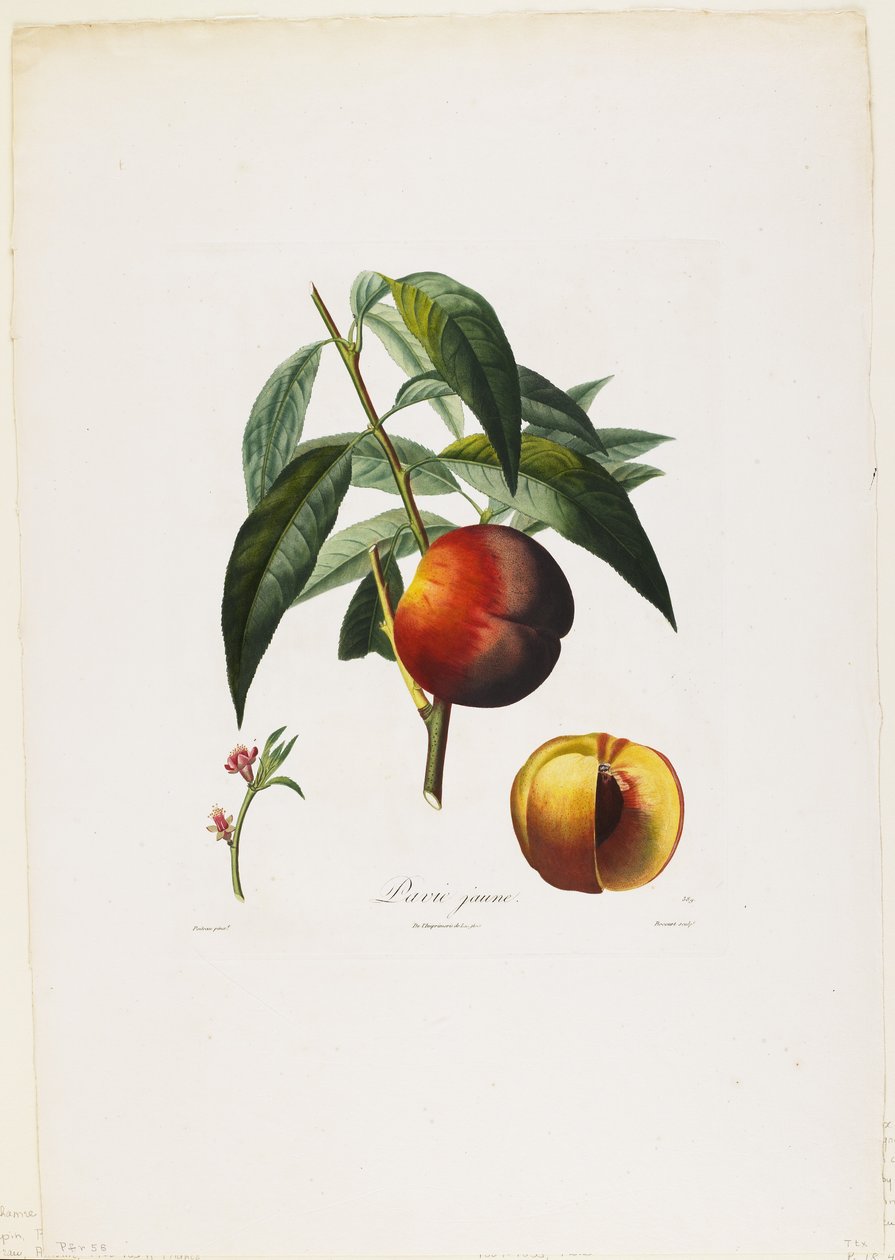 Sarı pavya. (Şeftali), Traite des Arbres Fruitiers
