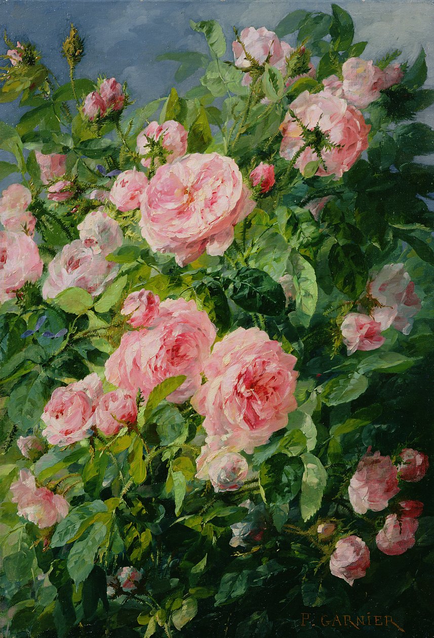 Pembe güller by Pierre Garnier