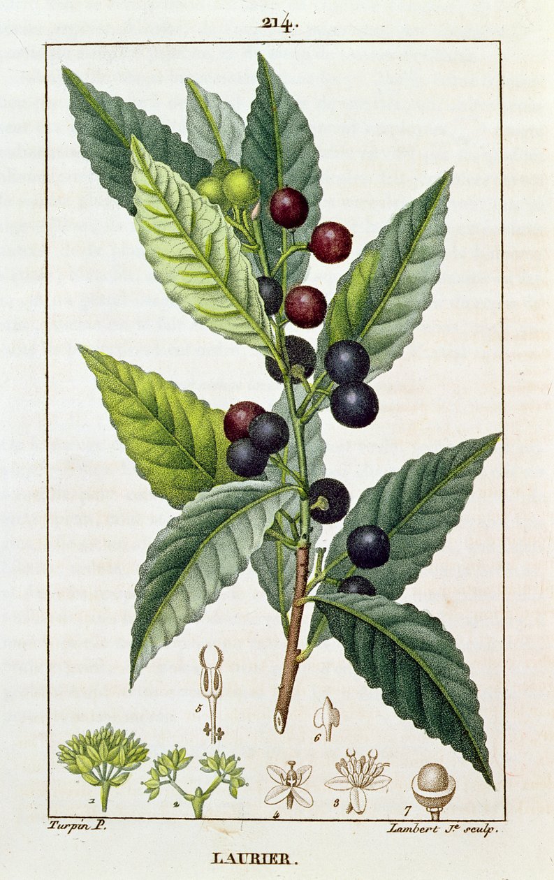 Defne, botanik tabak, c.1810 by Pierre Jean Francois Turpin