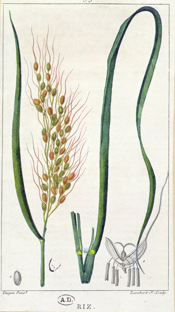 Pirinç, c.1820 (renkli gravür) by Pierre Jean Francois Turpin