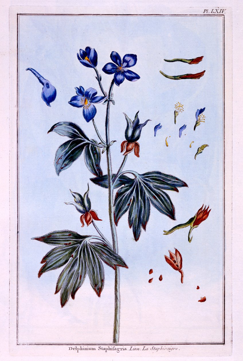 Delphinium by Pierre Joseph Buchoz