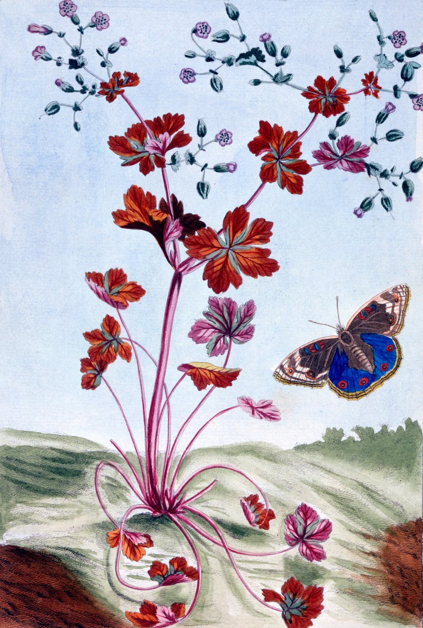 Parlak Cranesbill, c.1766 (el boyaması gravür) by Pierre Joseph Buchoz