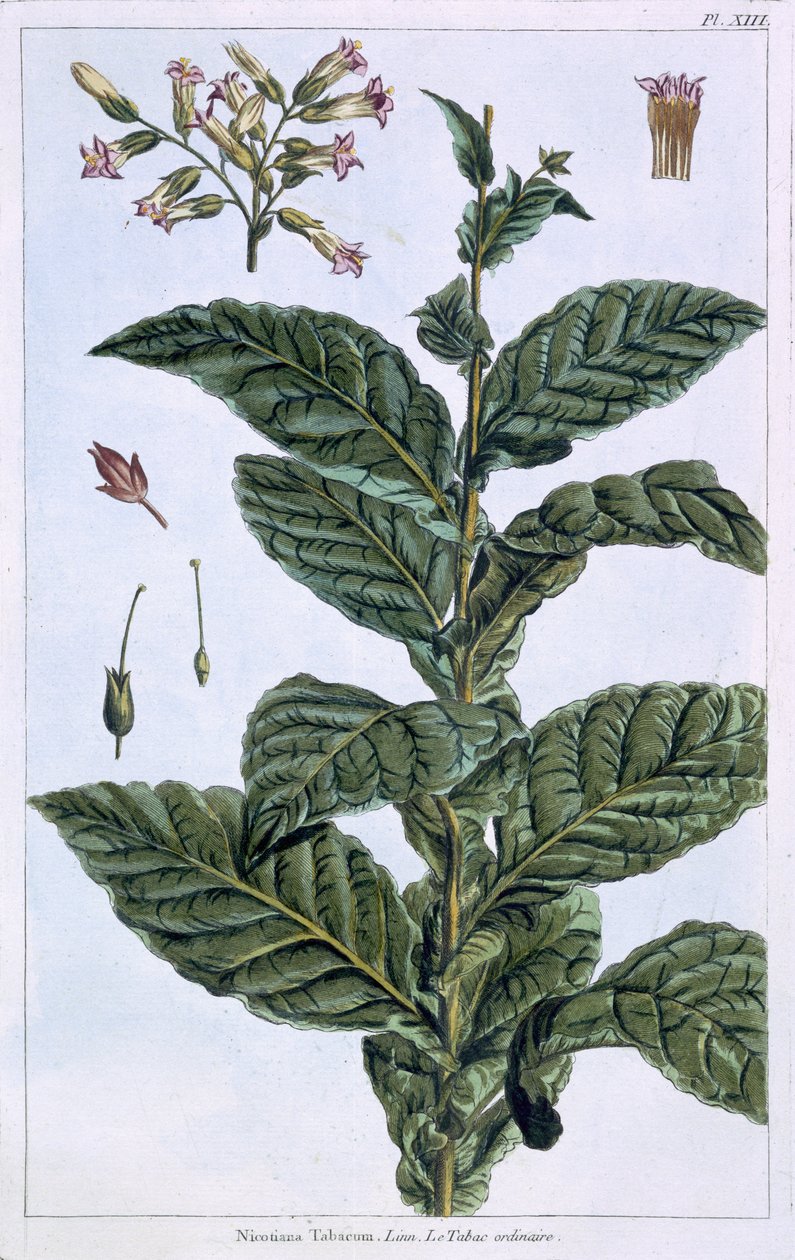 Tütün bitkisi, levha 7, 