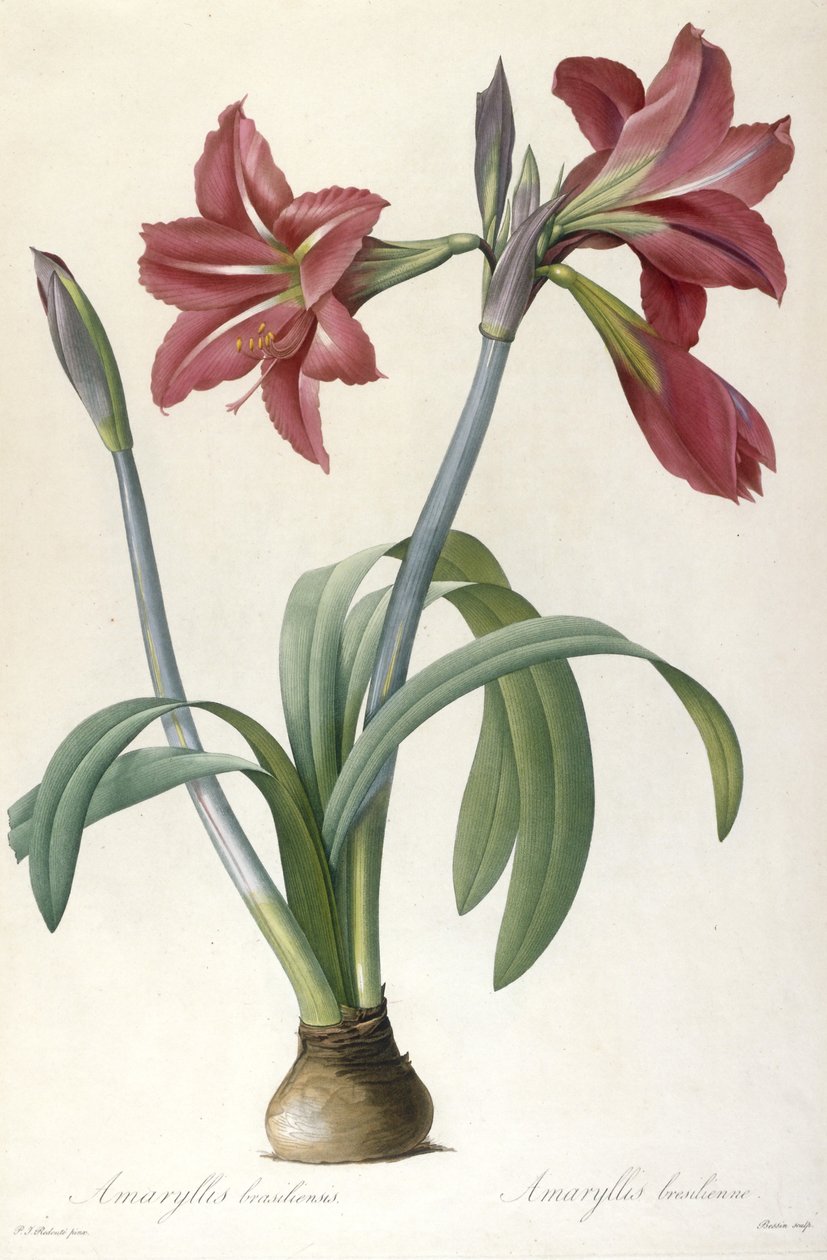 Amaryllis brasiliensis (Brezilya Amaryllis), 1816 by Pierre Joseph Redouté