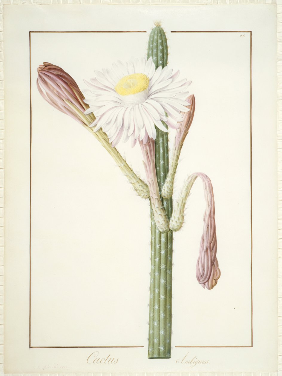 Cactus Ambiguus, 1812 (parşömen üzerine grafit üzeri tuvalet ve gövde rengi) by Pierre Joseph Redouté