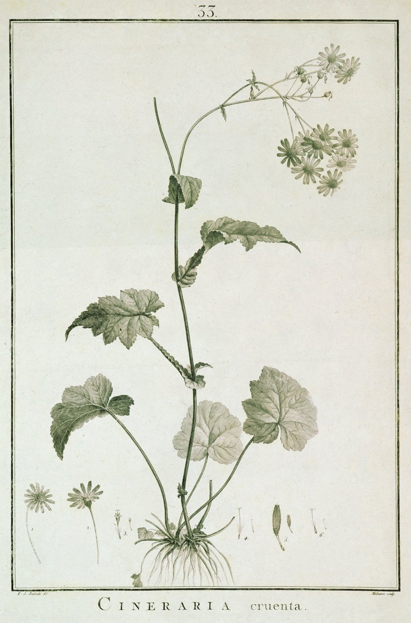 Sertum Angels