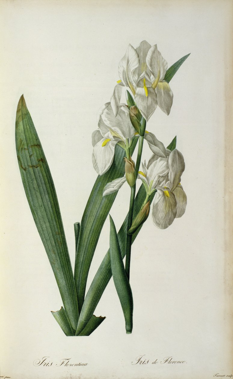 Iris Florentina, "Les Liliacees"den, 1805 by Pierre Joseph Redouté