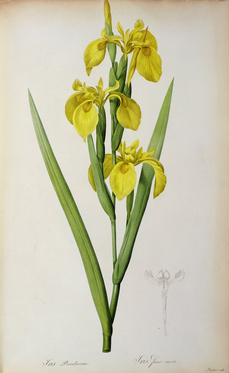 İris Pseudacorus, "Les Liliacees"den, 1805 by Pierre Joseph Redouté