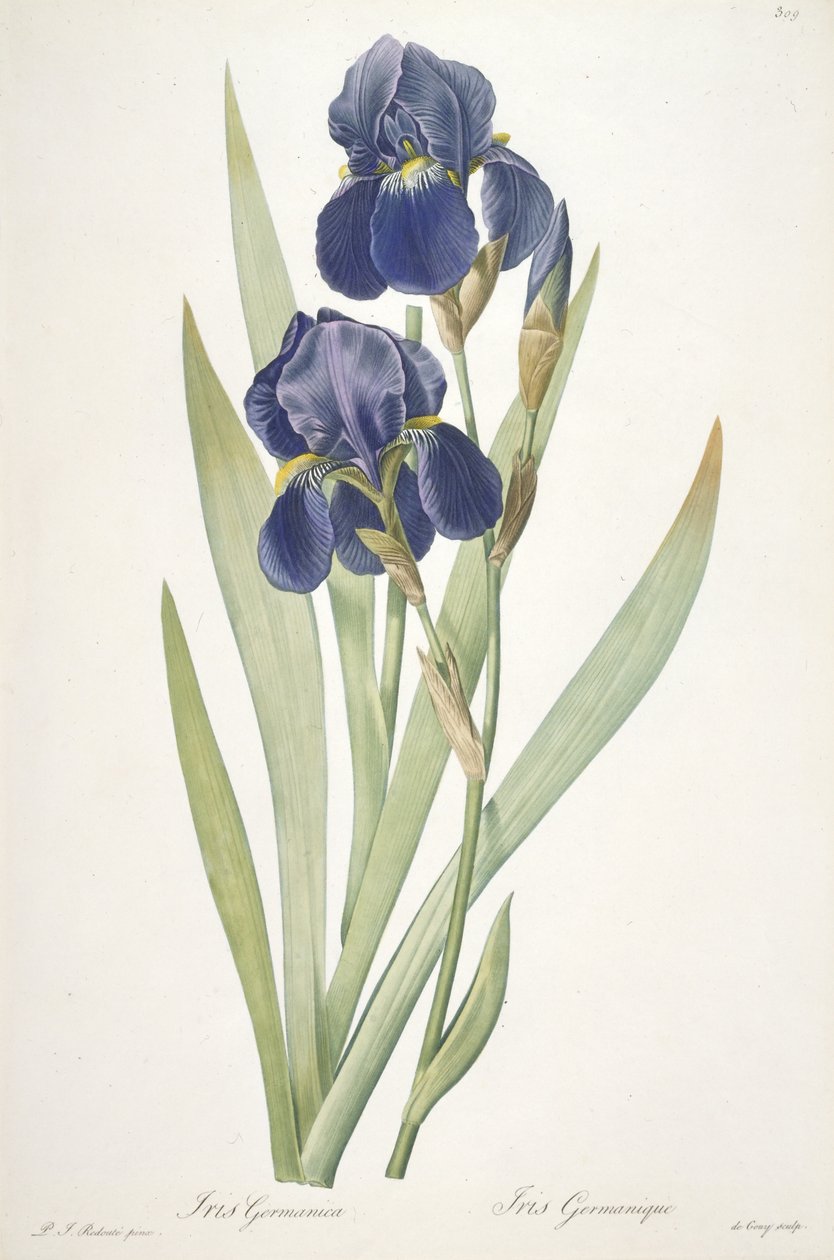 İris germanica (Sakallı İris), 1812 by Pierre Joseph Redouté