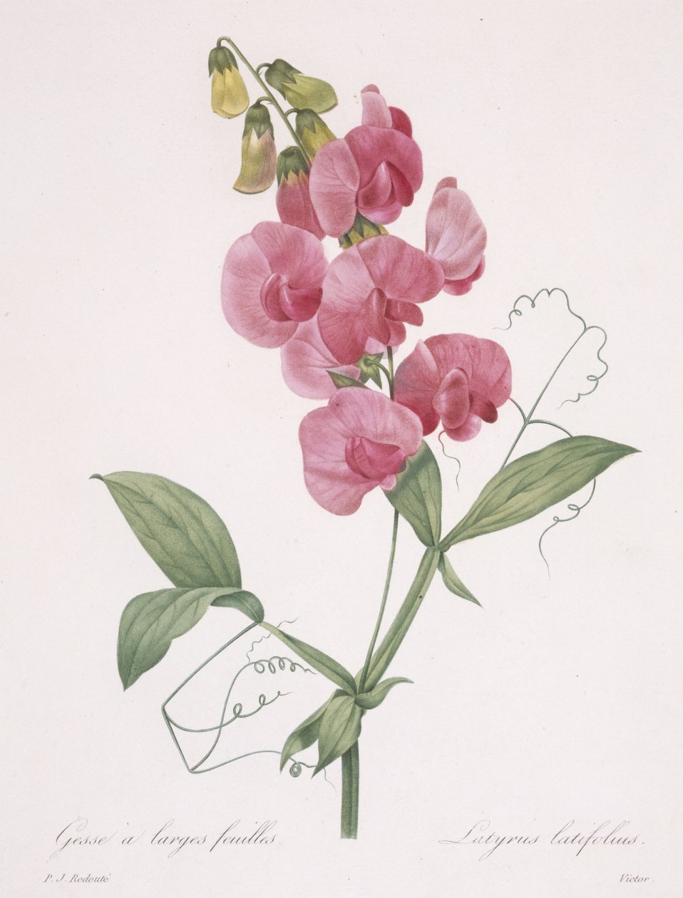 Lathyrus latifolius (Sonsuz Bezelye), 1827 by Pierre Joseph Redouté