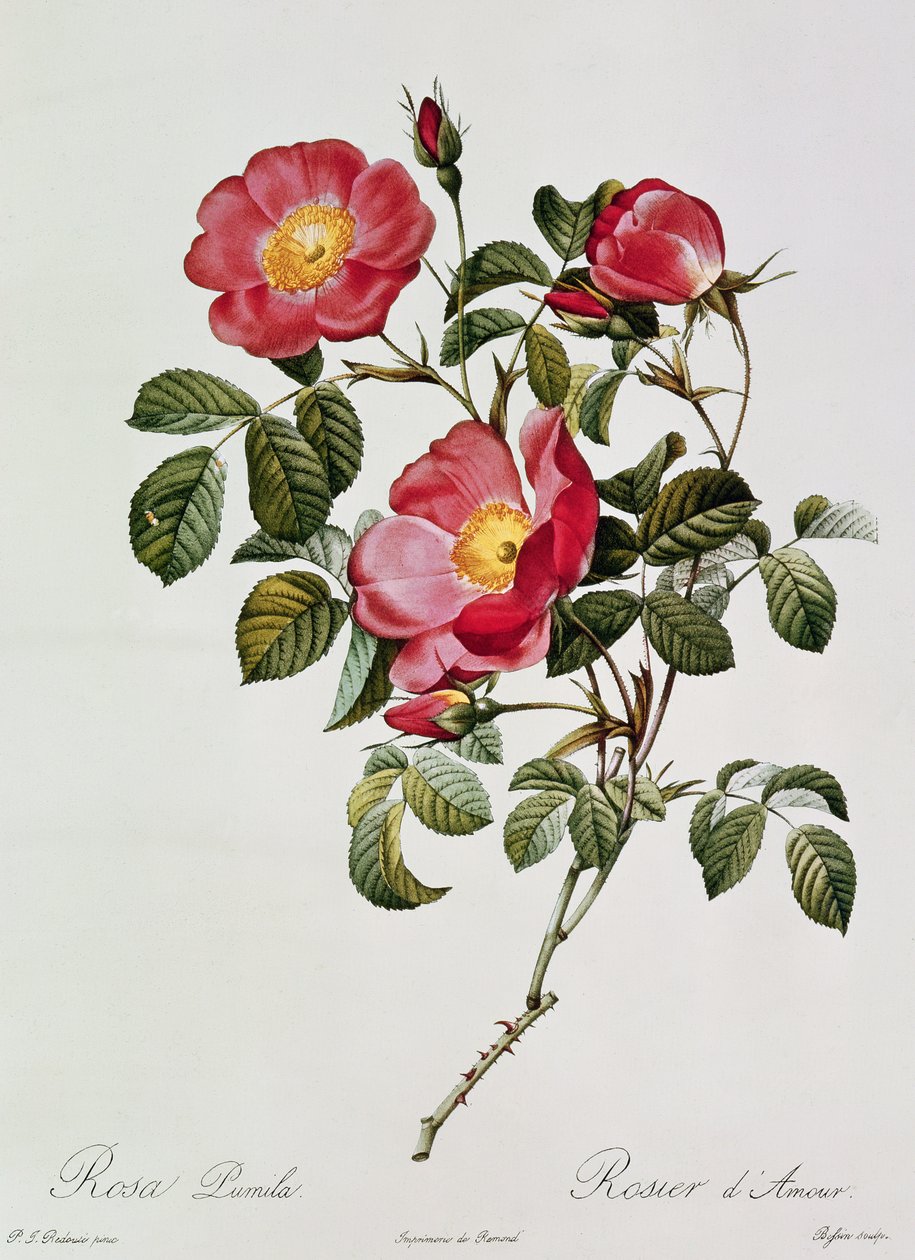 Les Roses de Thory. Rosa Pumilia (colour lithograph) by Pierre Joseph Redouté
