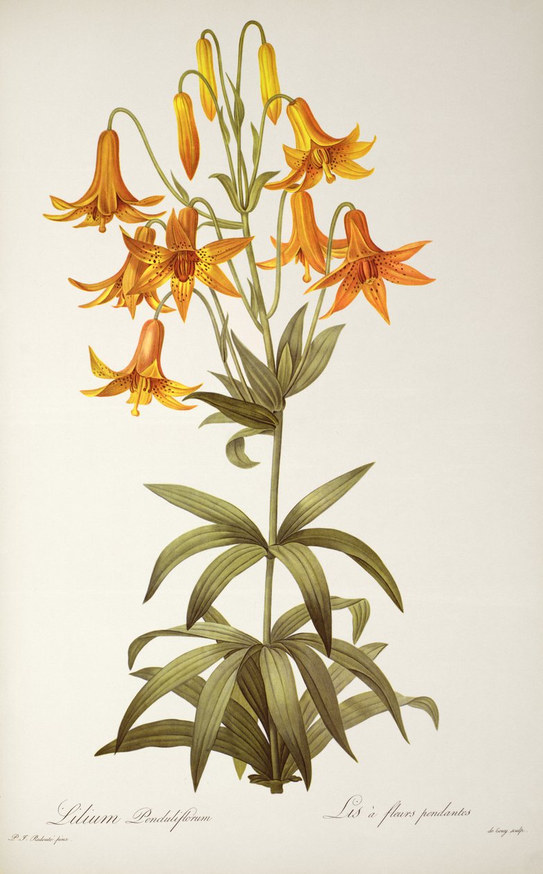 Lilium Penduliflorum, 