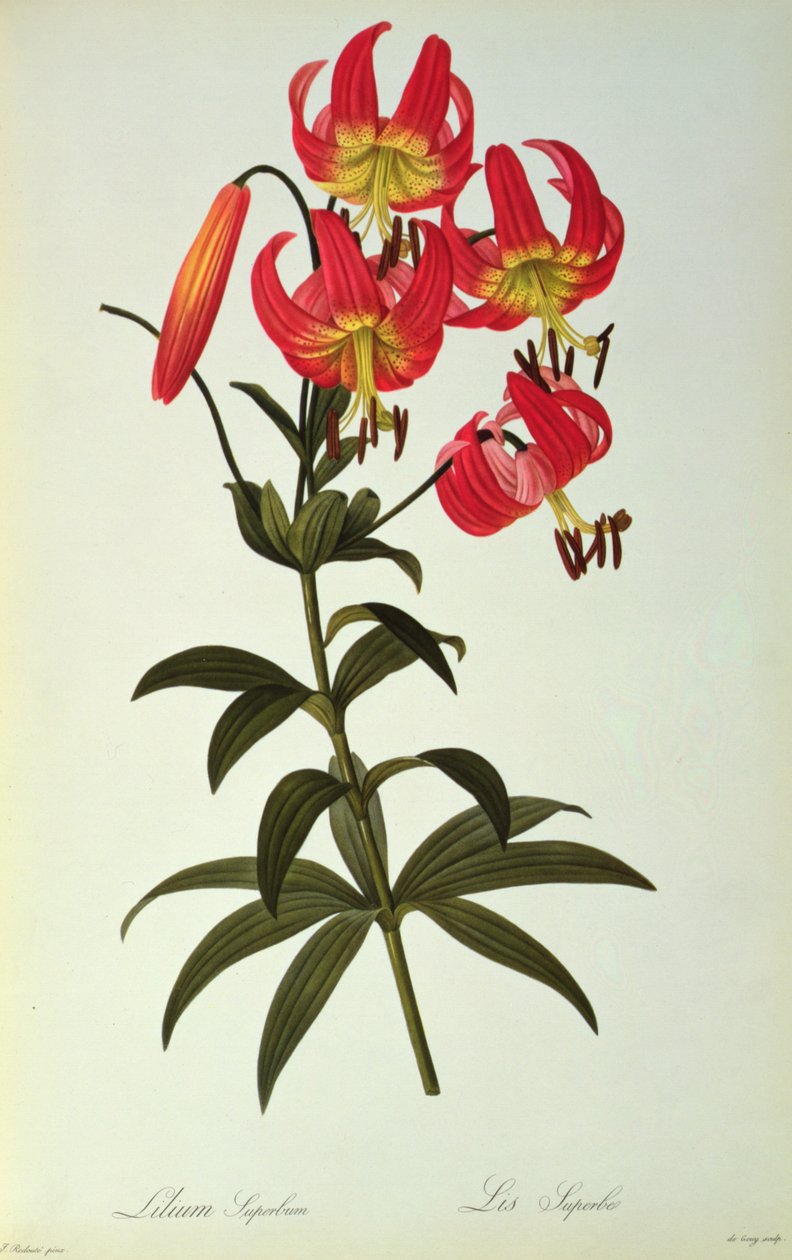 Lilly