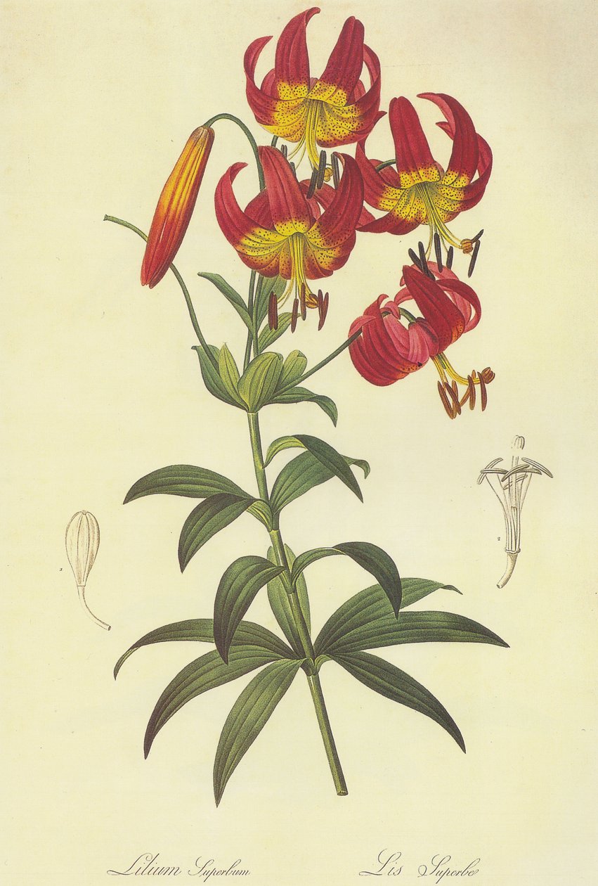 litografi by Pierre Joseph Redouté