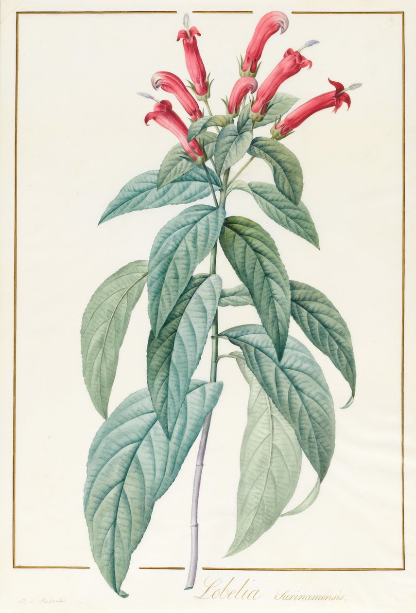 Lobelia Surinamensis (parşömen üzerine grafit üzerine klozet ve gövde rengi) by Pierre Joseph Redouté