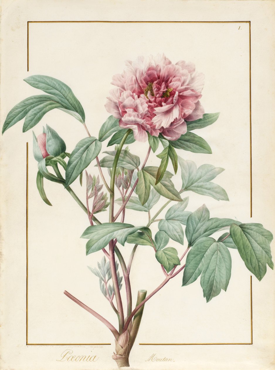 Paeonia Montan (parşömen üzerine grafit ve tuvalet) by Pierre Joseph Redouté