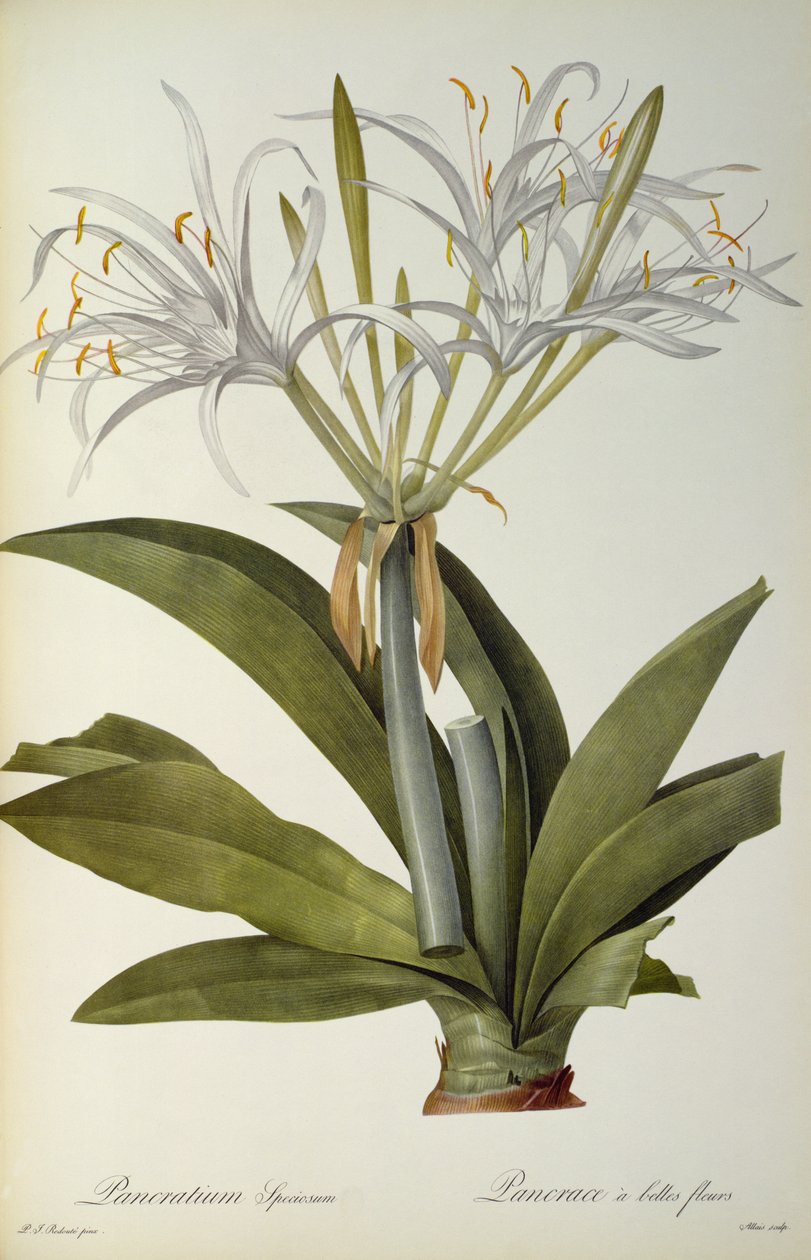 Pancratium speciosum, 