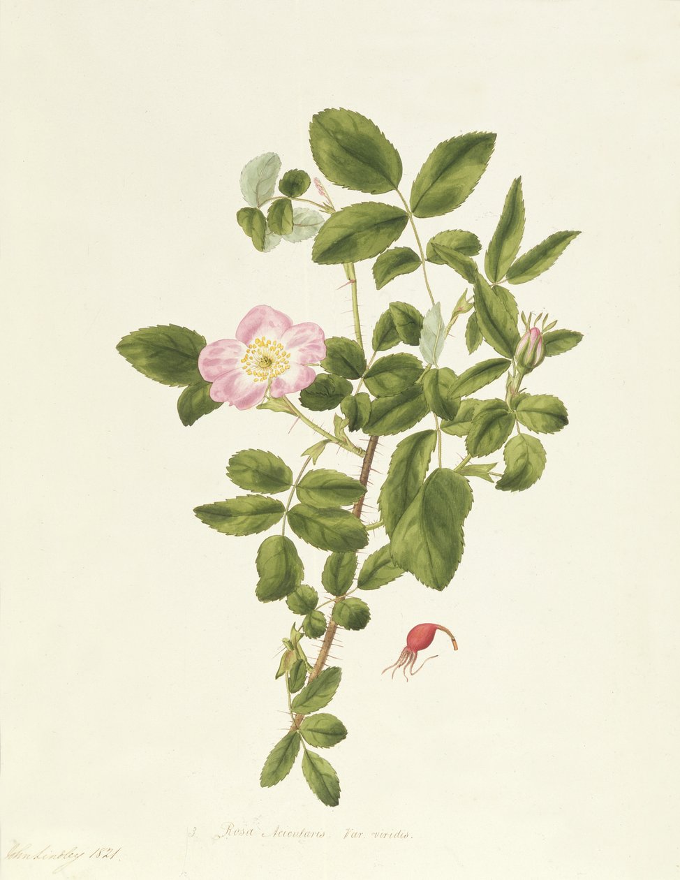 Rosa Acicularis Yeşil by Pierre Joseph Redouté