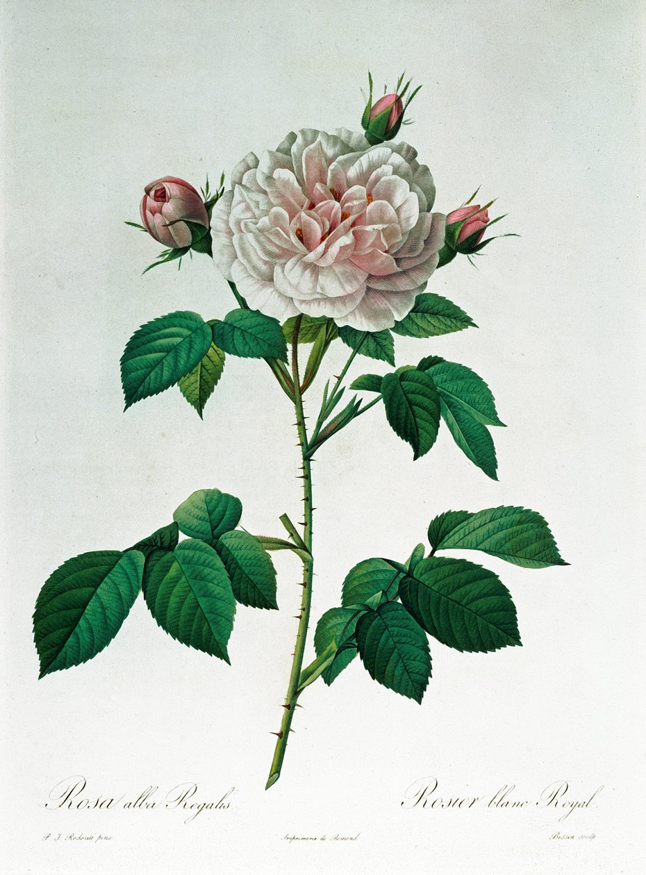 Bessin tarafından oyulmuş Rosa Alba Regalis, by Pierre Joseph Redouté