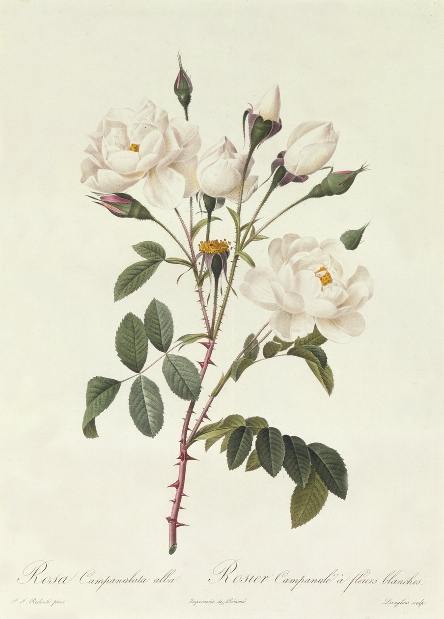 Rosa Campanulata Alba by Pierre Joseph Redouté