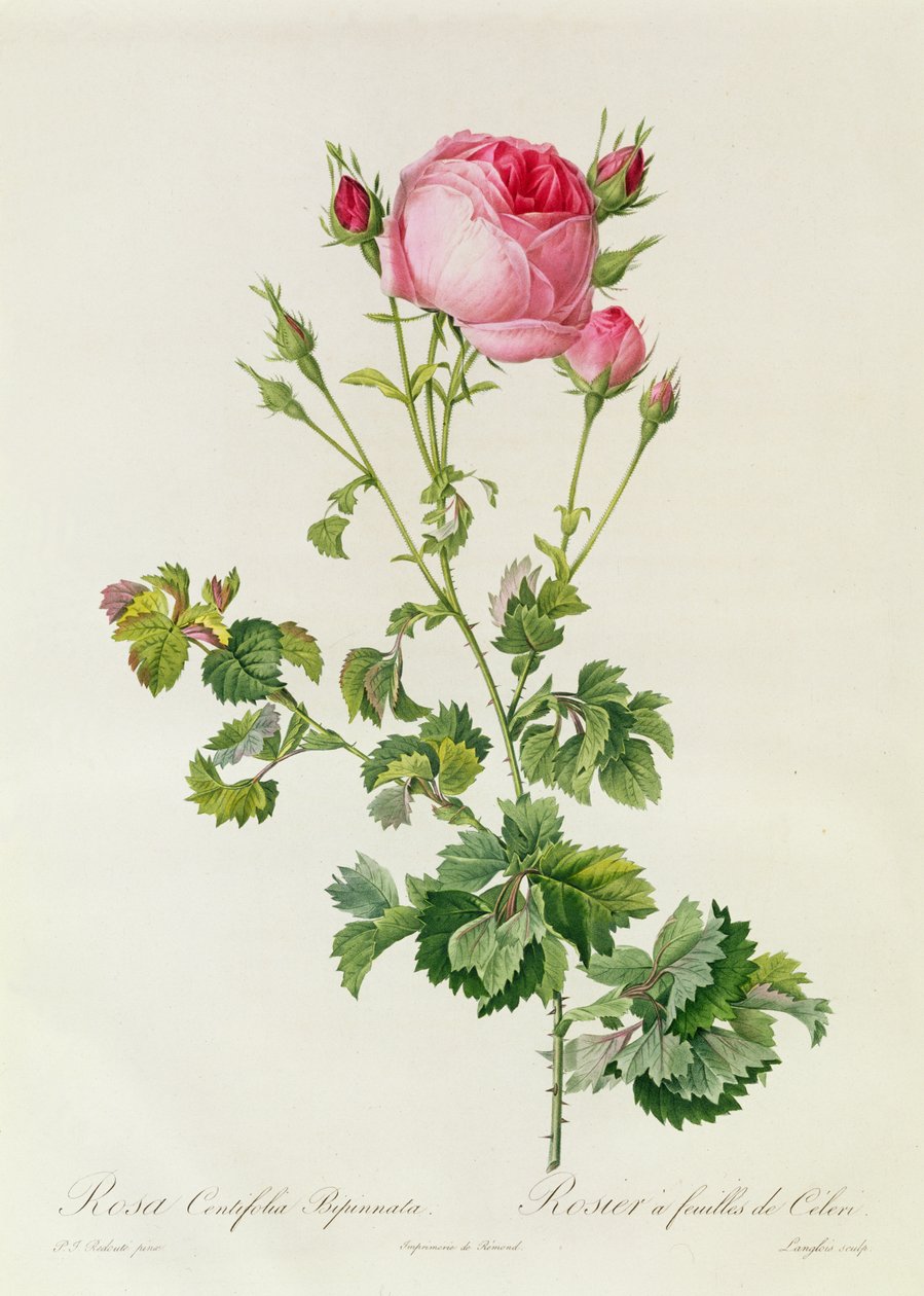 Rosa Centifolia Bipinnata by Pierre Joseph Redouté