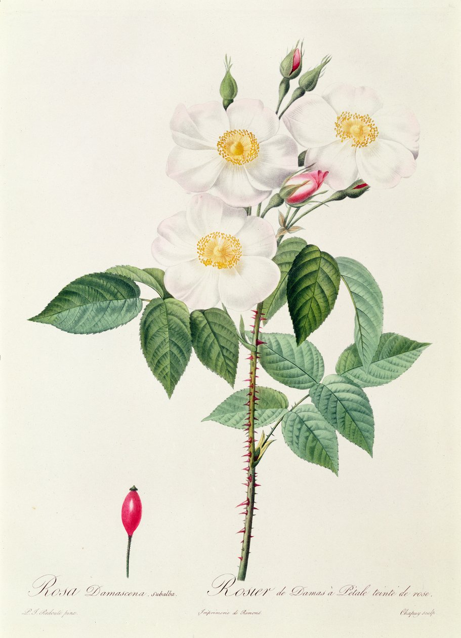 Rosa Damascena Subalba by Pierre Joseph Redouté