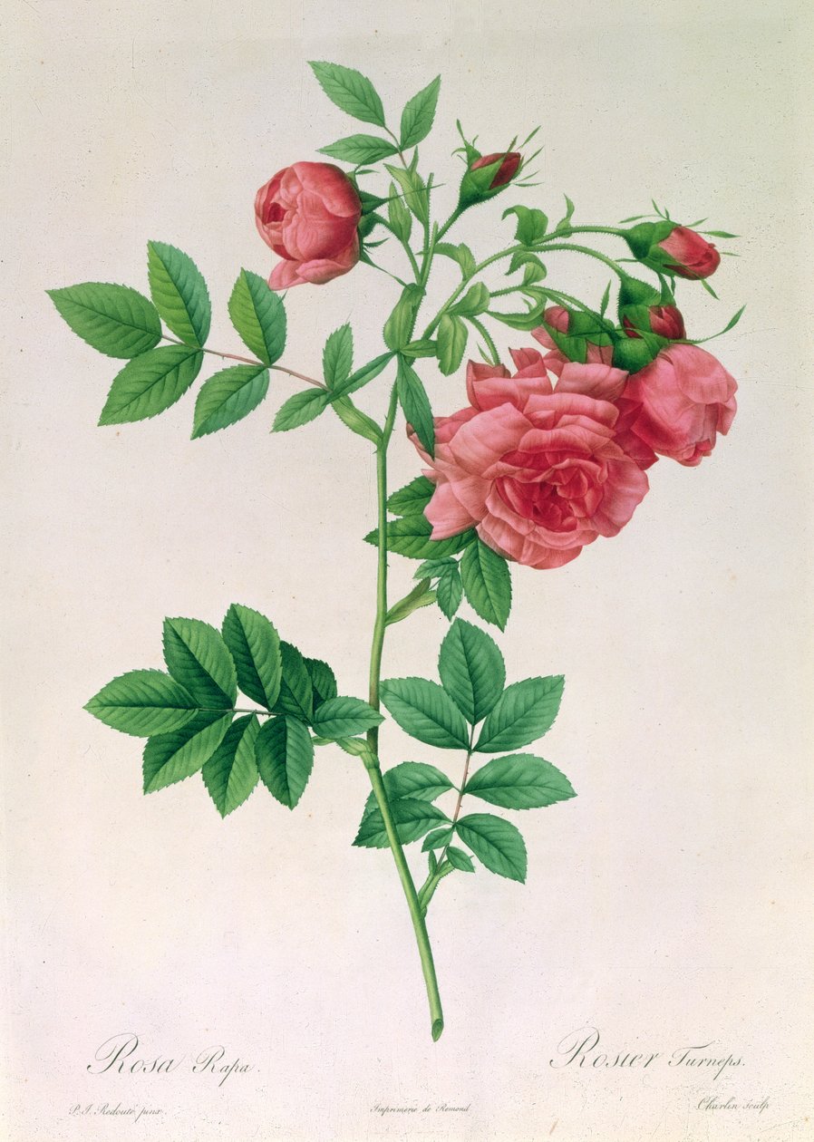 pembe şalgam by Pierre Joseph Redouté