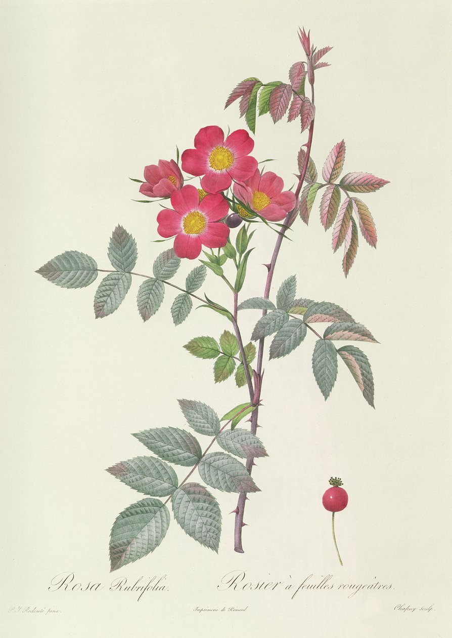 Rosa Rubrifolia by Pierre Joseph Redouté